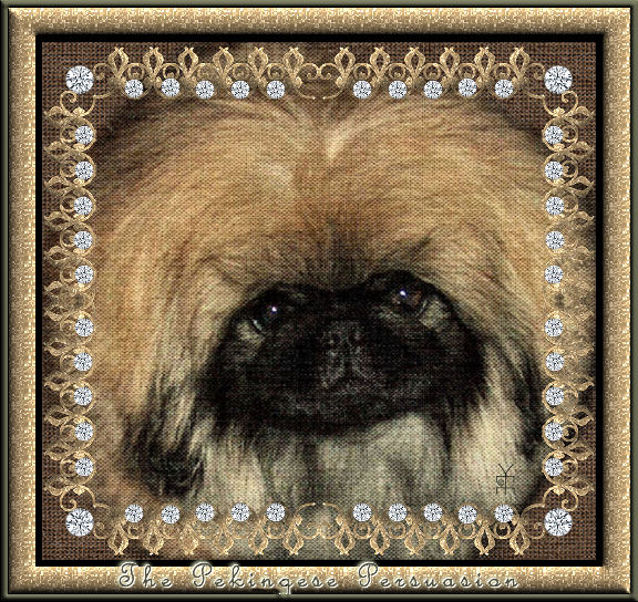 Pekingese Persuasion