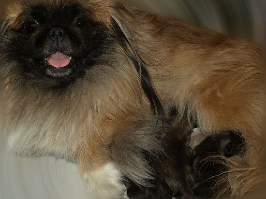 Sontata and newborns
