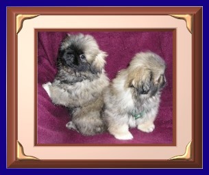 picture of my Pekingese puppies