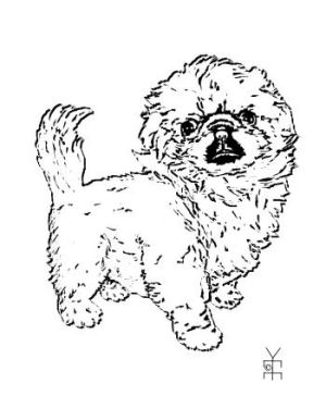 Daisy as ink drawing