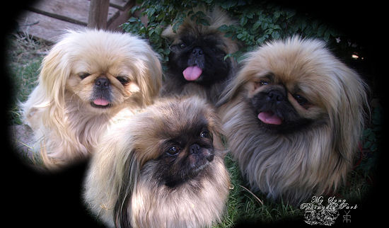 Pekingese Montage