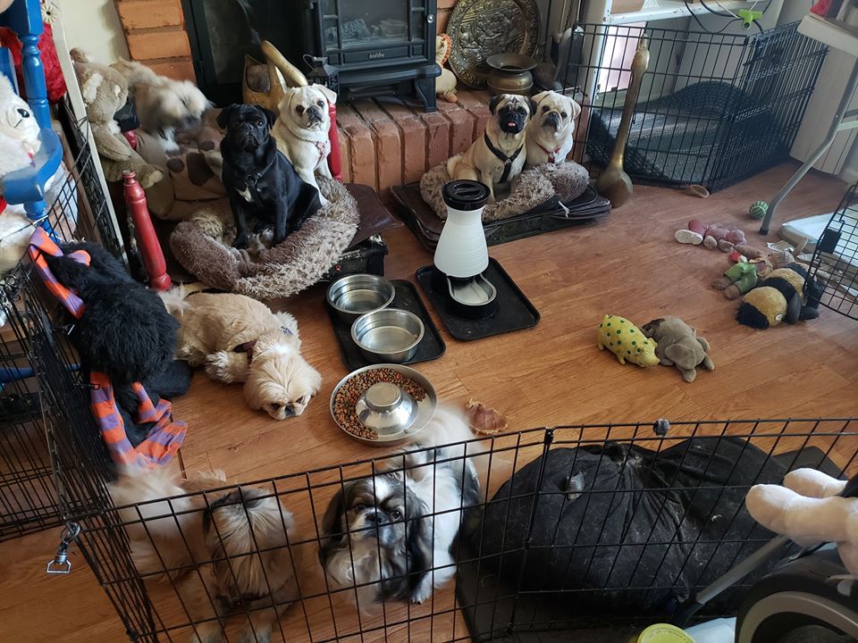 My Pugs and Pekingese