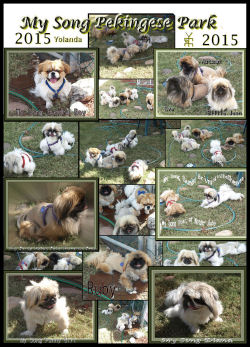 MySongPekingeseParkCollage 2015
