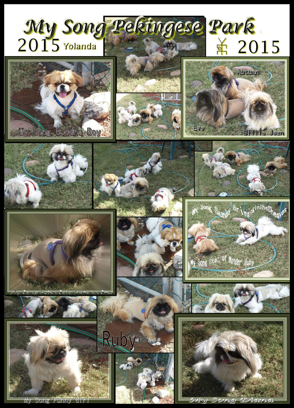 Pekingese Collage