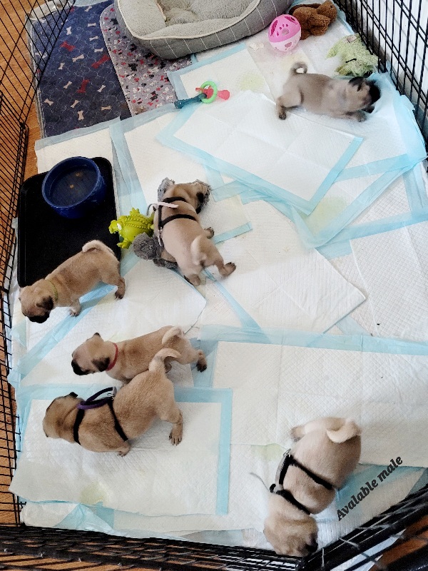 pugpuppy