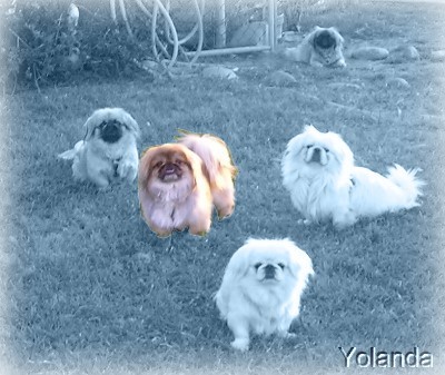 pekes in the yard