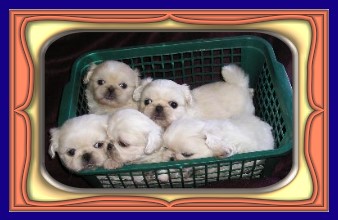 litter of white pekes