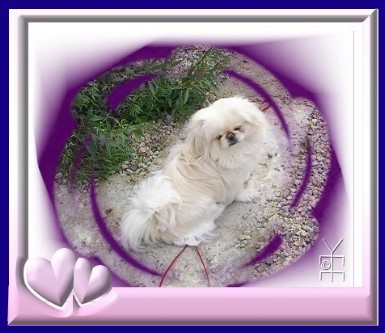 My white male peke, Spunky Guy