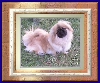 Fortune Cookie my Pekingese pet