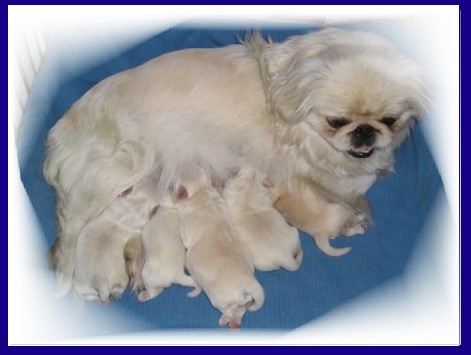 JingJing and her babies
