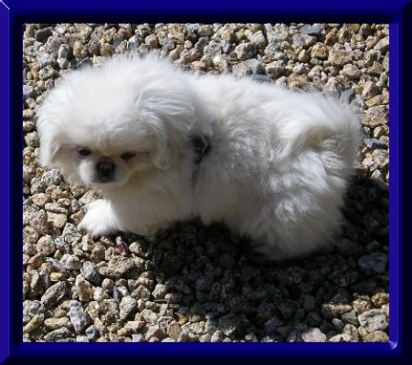 Spunky Guy as puppy