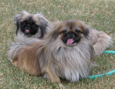 Bubba and Stardust peke pets