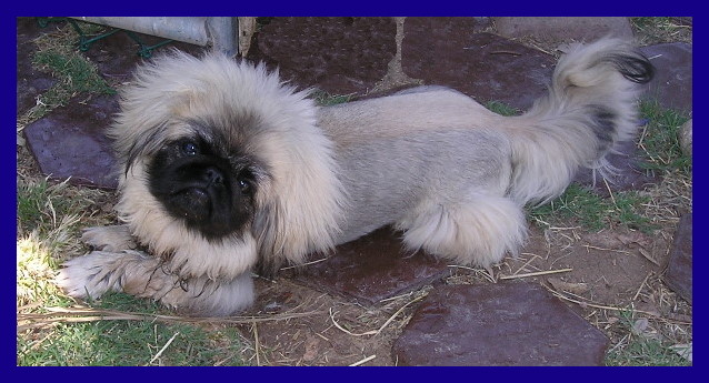 Chopin Romance peke puppy
