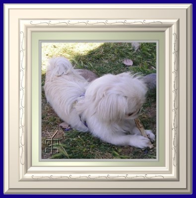 Jing Jing framed