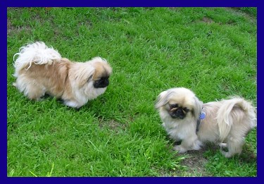 Singalong's and Fortune Cookie's picture